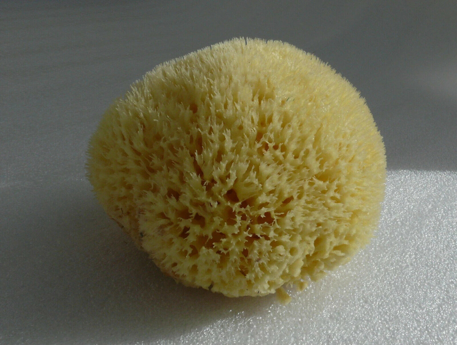 Natural Sea BIG Sponge BATH 16cm Large SUPER SOFT
