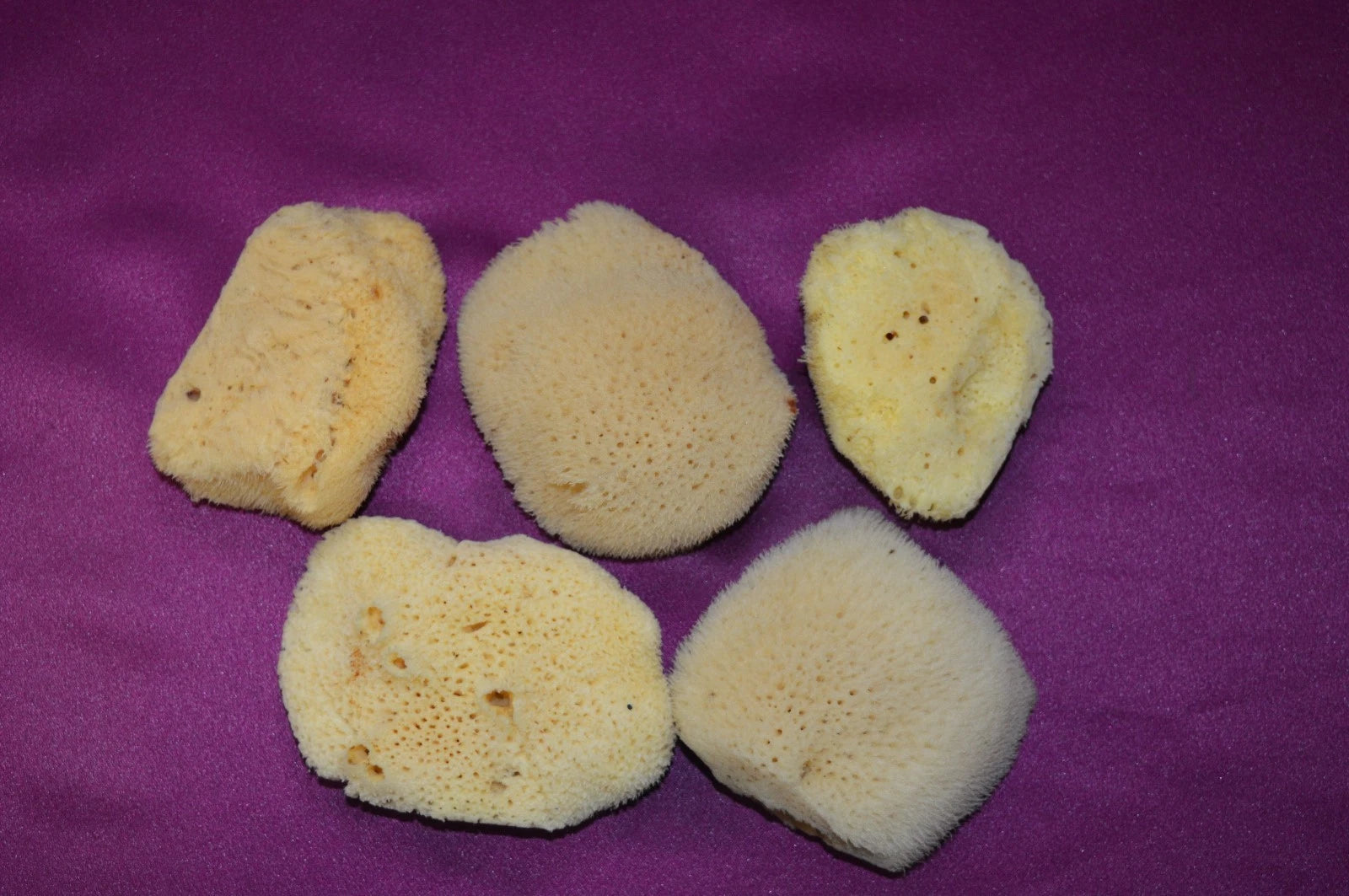LOT of 5 NATURAL 2.5" -3"  SILK SEA SPONGES / BARGAIN !  From KALYMNOS, GREECE