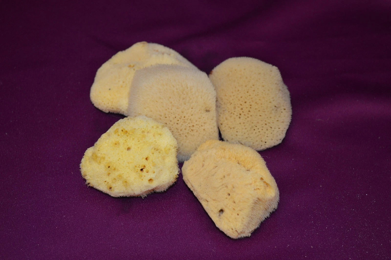 LOT of 5 NATURAL 2.5" -3"  SILK SEA SPONGES / BARGAIN !  From KALYMNOS, GREECE
