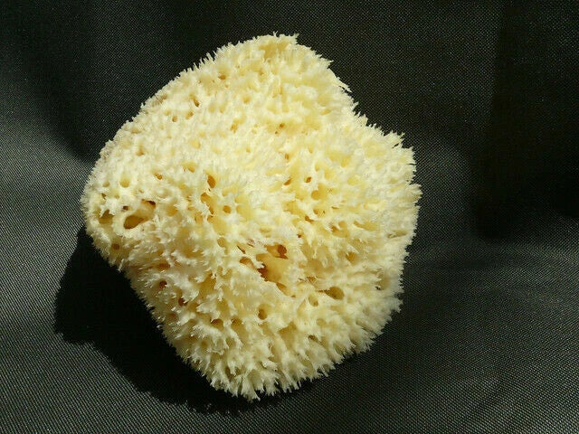 Natural Sea BIG Sponge BATH 16cm Large SUPER SOFT