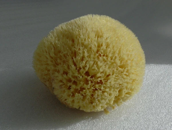 Natural Sea BIG Sponge BATH 16cm Large SUPER SOFT